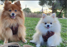 Load image into Gallery viewer, Chewy Louis Harness