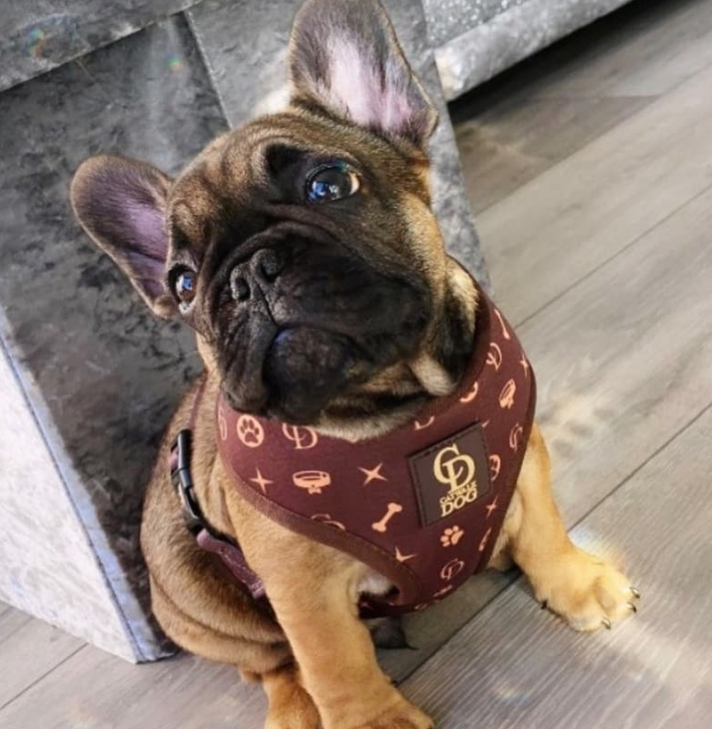 Chewy Louis Harness