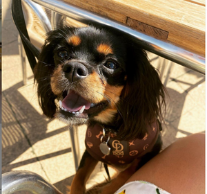 Chewy Louis Harness